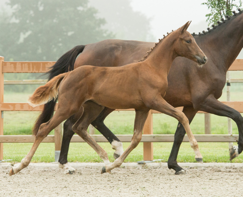 Fynch Hatton x Don Juan de Hus - Draf - 6655